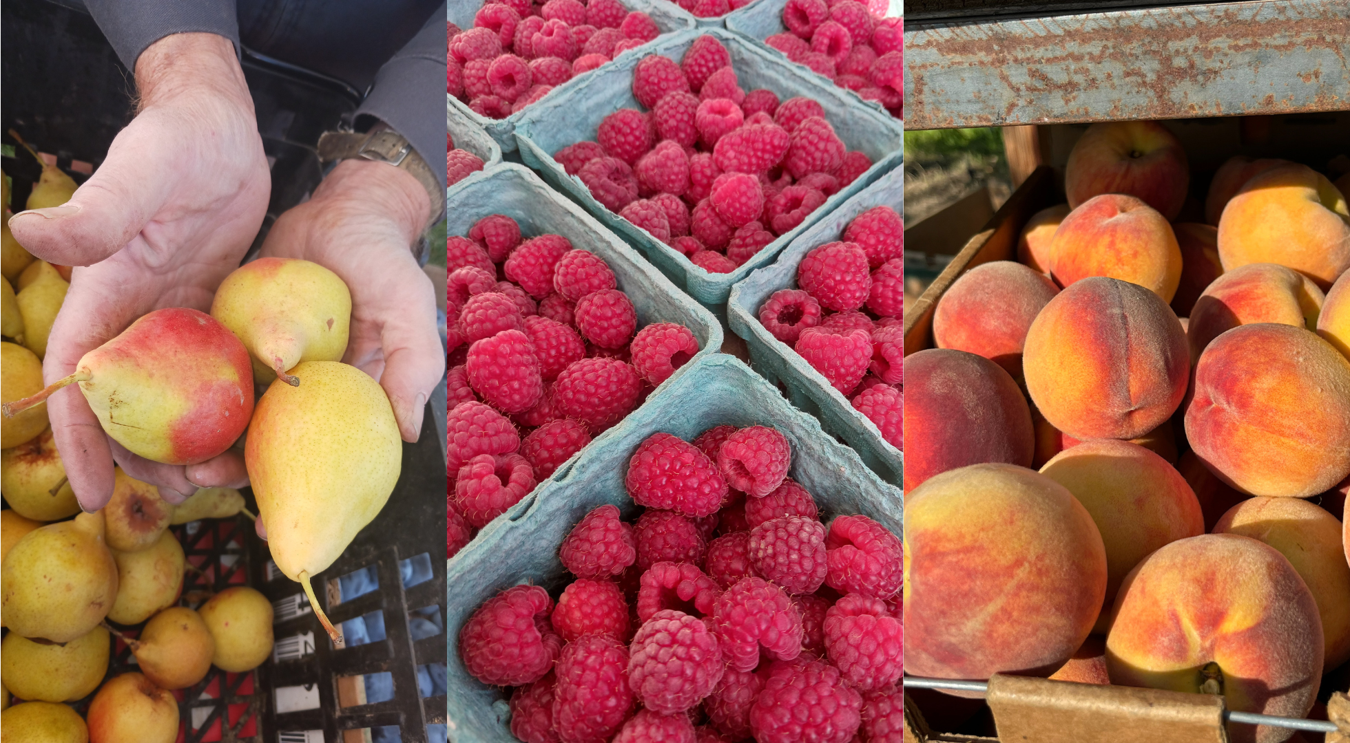 Organic produce grown in Idaho